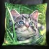 Chaton herbe